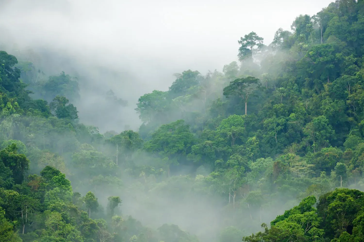  Forest Types, National Parks & Wildlife Species in India