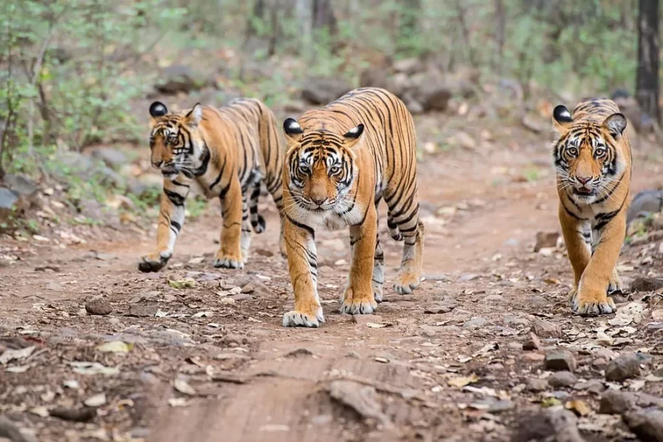 bengal-tiger-with-cubs-in-India