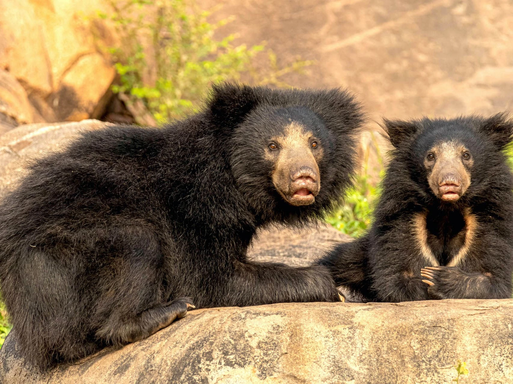 daroji-sloth-bear-mother