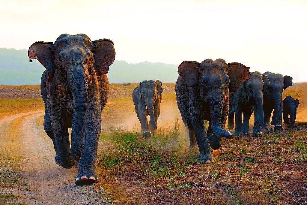 elephants-in-india