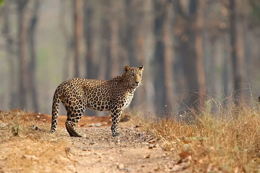  5 Reasons to Visit Pench National Park