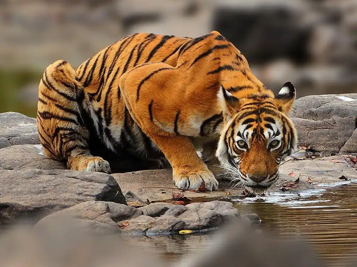 Reasons Behind the Tiger Population Boost in India  