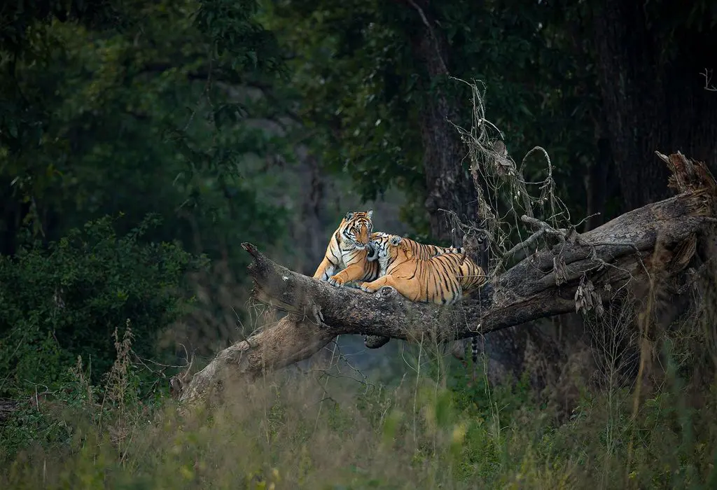 The Top 5 Emotions You Feel When Encountering a Tiger  