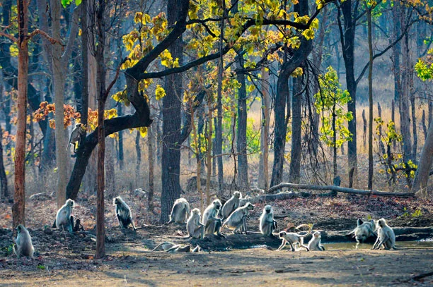  5 Reasons to Visit Pench National Park