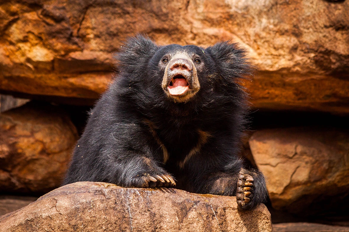  Sloth Bears in India – Habitat, Behavior, and Conflicts