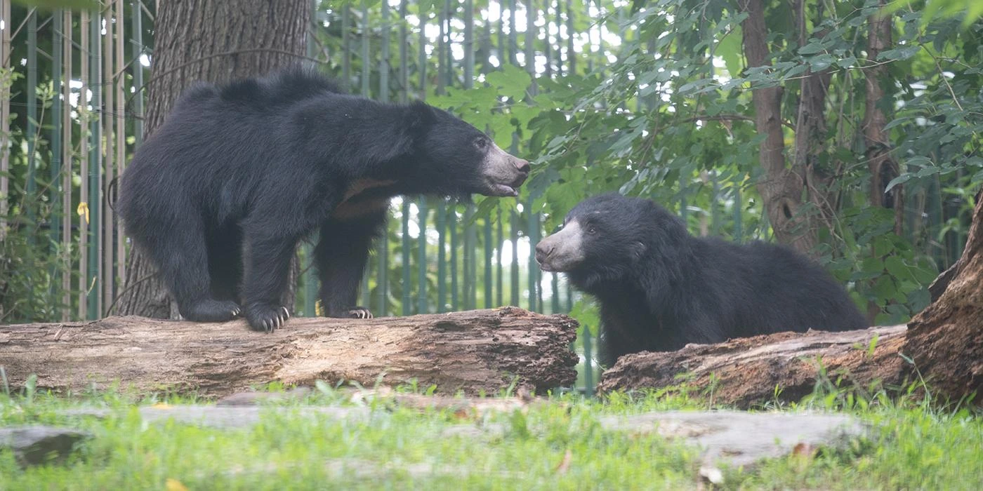 sloth-bears