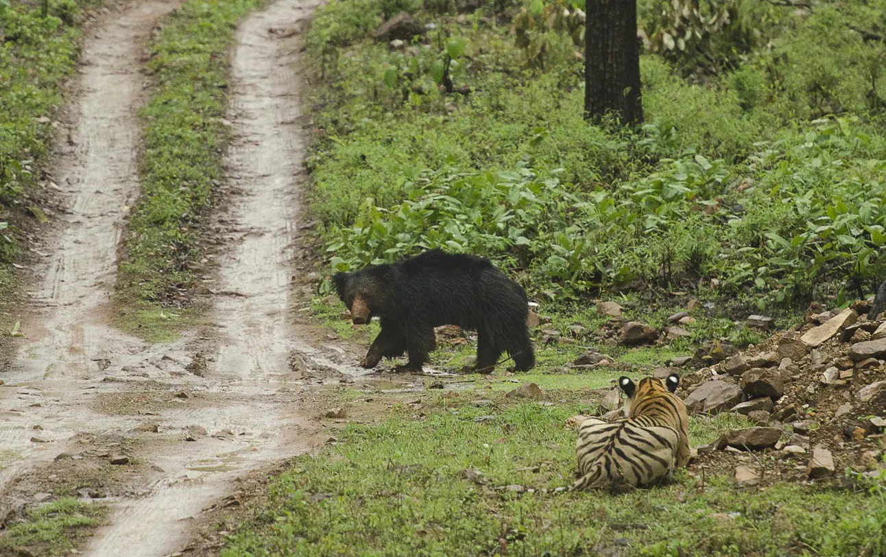 sloth-bears-in-India