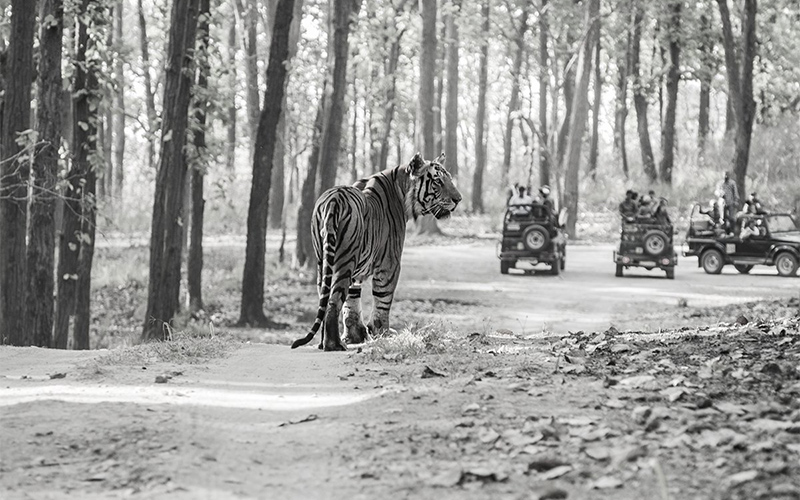 kanha