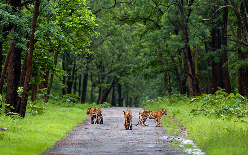 tadoba