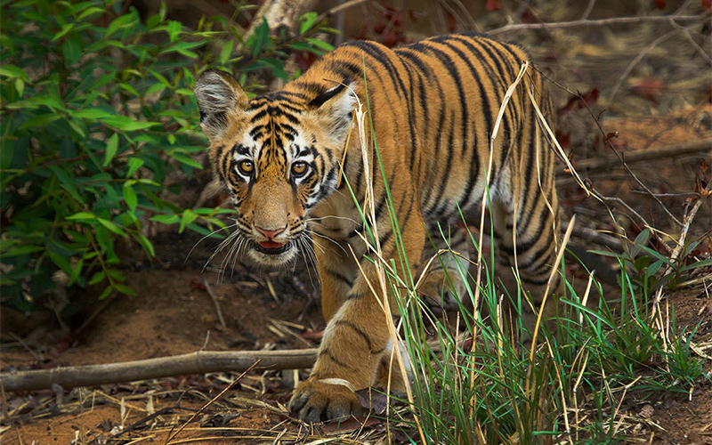 tadoba