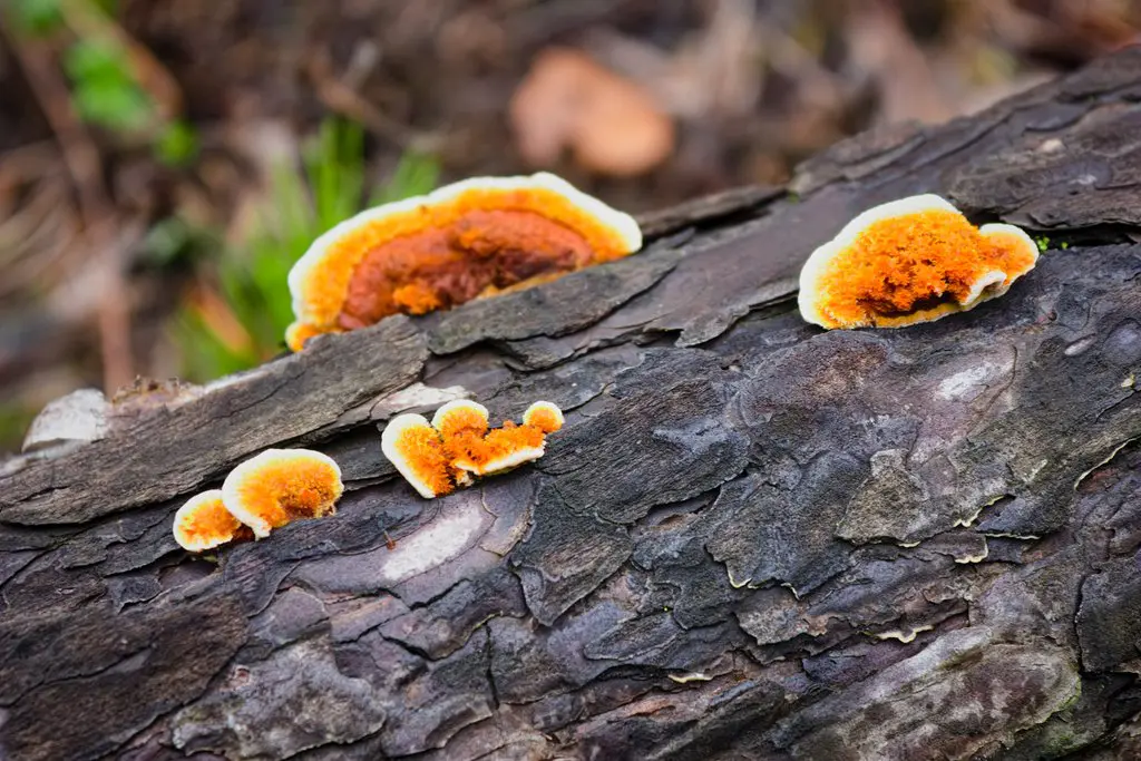 Fungus Diversity in India and Role in Ecosystem Maintenance