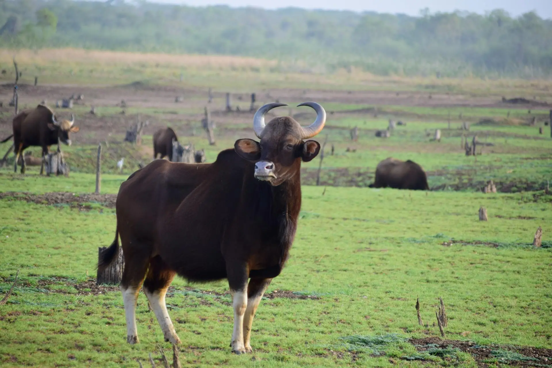 Gaur (Indian Bison)  