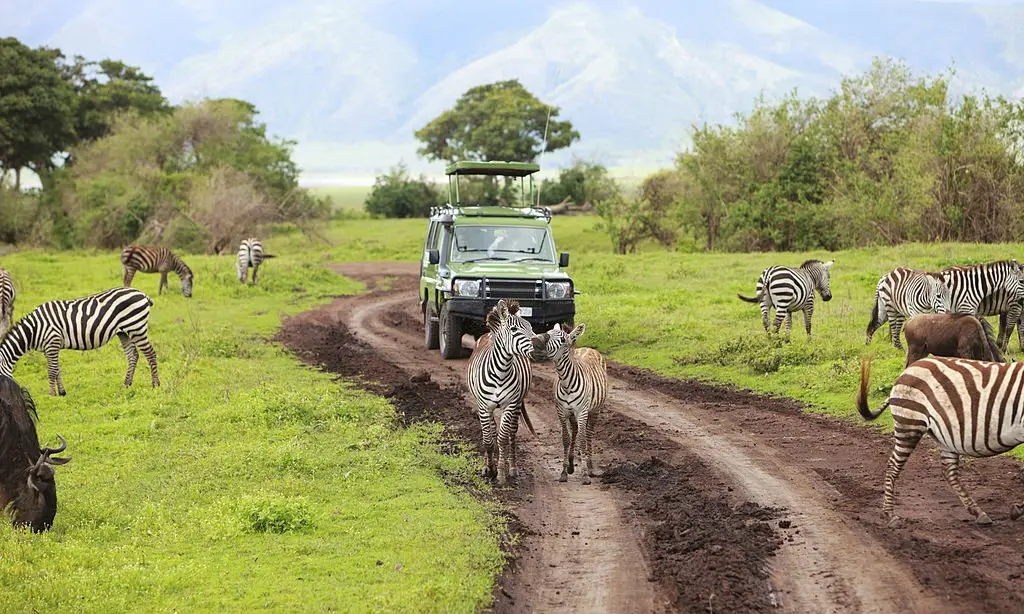 wildlife-safari-in-africa-vs-india