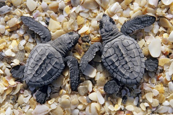 Elder Mutant Ninja Turtles – Turtle Power  