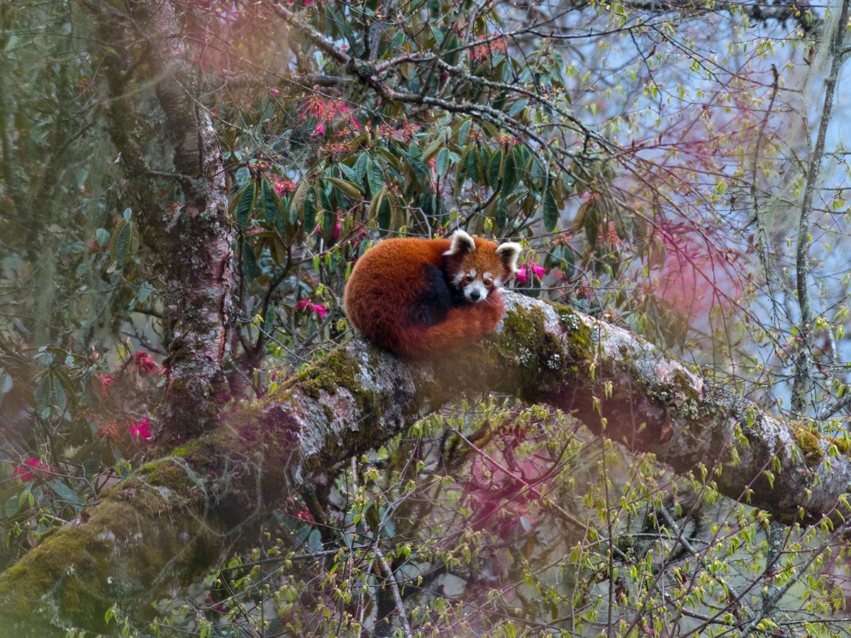 Discovering the Red Panda and Its Habitat in India – Indopacific Holidays