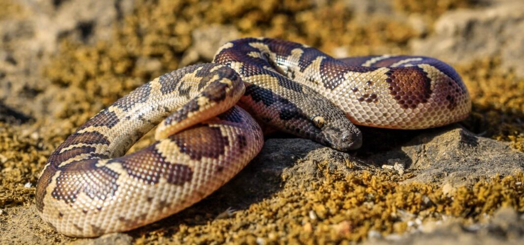 The Land of Tigers and Snakes  