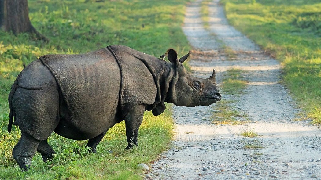 The Magnificent Indian Rhino: A Tale of Conservation Success  