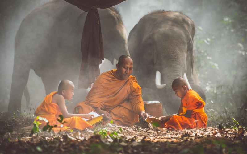  The Elephant Tales: Majestic Giants of India  
