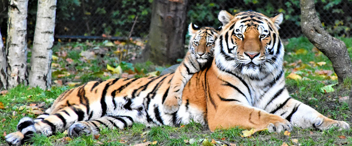 tiger Image