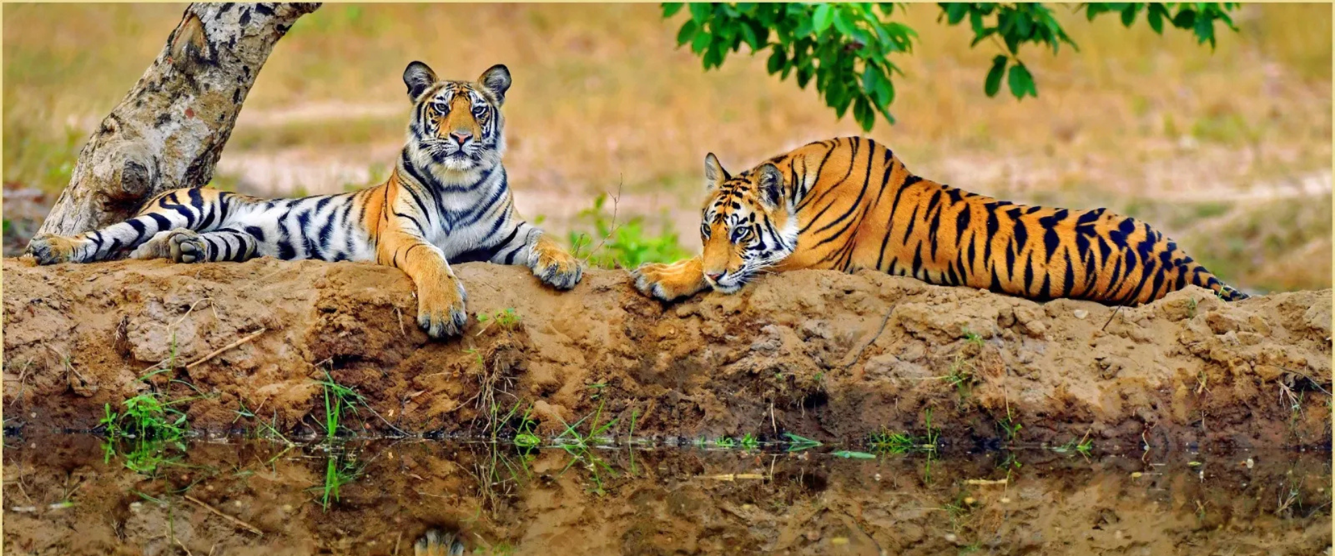 Luxury in the Heart of the Wild