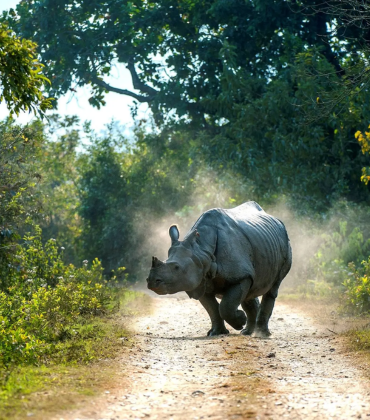 Kaziranga National Park