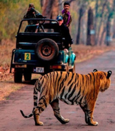 Ranthambore National Park