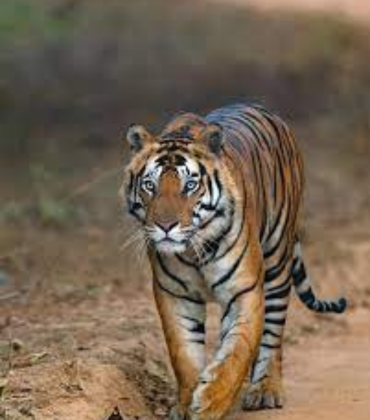 Bandhavgarh National Park