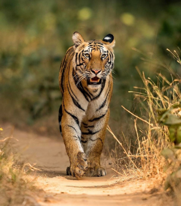 Satpura National Park