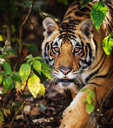 Tadoba National Park