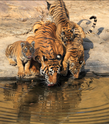 Panna National Park